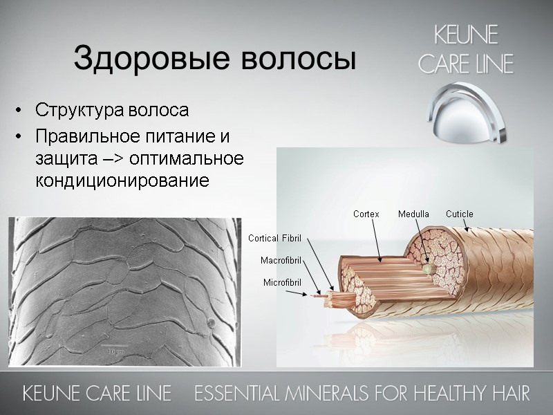 Структура волоса Правильное питание и защита –> оптимальное кондиционирование Здоровые волосы Cortex  